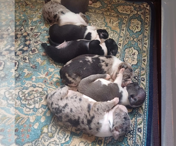 Medium Photo #1  Breeder Profile in ANNISTON, AL, USA