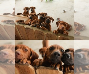 Rhodesian Ridgeback Dog Breeder near HIGHLANDS, TX, USA