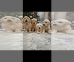 Small #1 Breeder Profile image