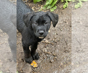 Cane Corso Dog Breeder near COTTAGE GROVE, OR, USA
