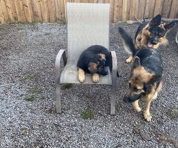Medium Photo #1  Breeder Profile in Niagara-On-The-Lake, Ontario, Canada