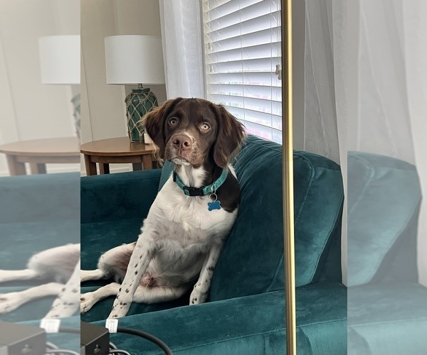 Medium Photo #183  Breeder Profile in HORTENSE, GA, USA