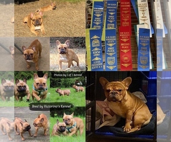 Medium Photo #1  Breeder Profile in PUYALLUP, WA, USA