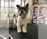 Small breeder photo