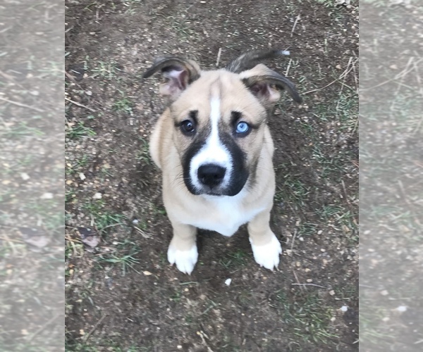 Medium Photo #1  Breeder Profile in CHATTANOOGA, TN, USA