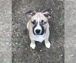 Small breeder photo