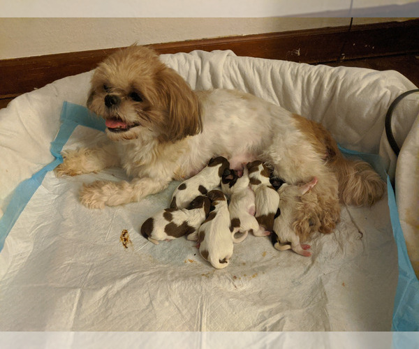Medium Photo #17  Breeder Profile in NEENAH, WI, USA
