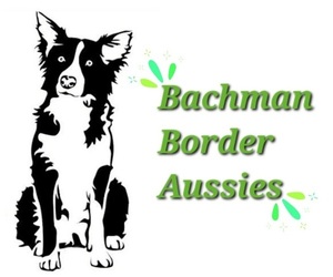 Border-Aussie Dog Breeder near REINHOLDS, PA, USA
