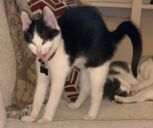 Medium Photo #52  Breeder Profile in MIDLOTHIAN, TX, USA