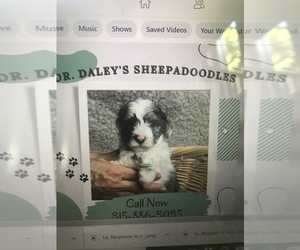 Poodle (Miniature)-Sheepadoodle Mix Dog Breeder near LA FAYETTE, NY, USA