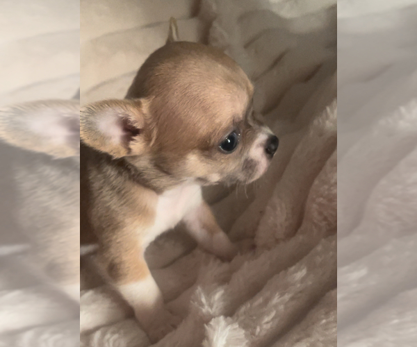 Medium Photo #18  Breeder Profile in ADAMSVILLE, TN, USA