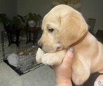 Small breeder photo