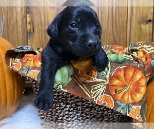 Medium Photo #54  Breeder Profile in NEOLA, WV, USA