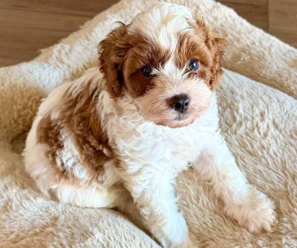 Medium Photo #1  Breeder Profile in LITHIA, FL, USA