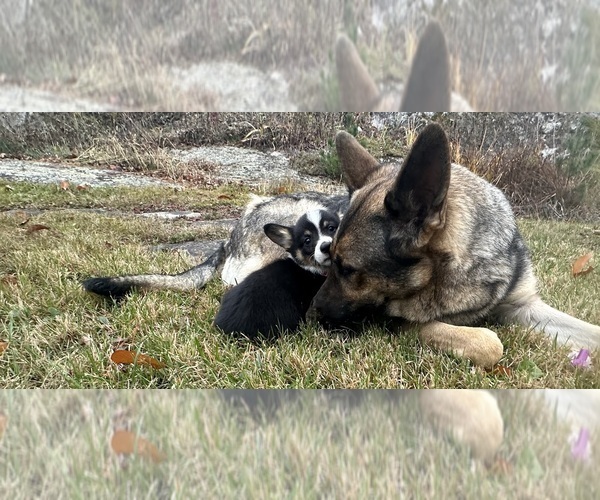 Medium Photo #18  Breeder Profile in PERKINSVILLE, VT, USA