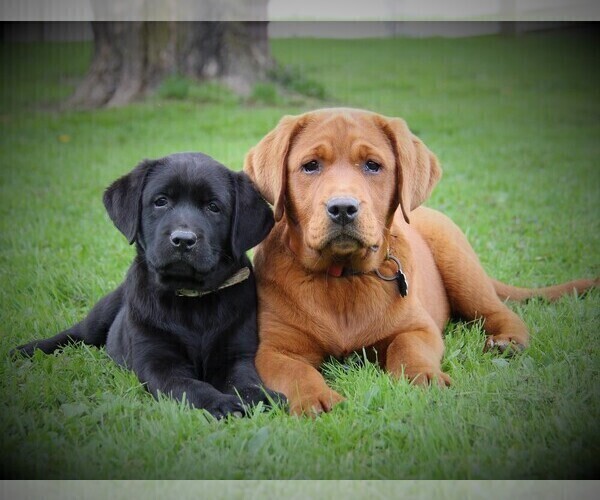 Medium Photo #20  Breeder Profile in HYDE PARK, VT, USA