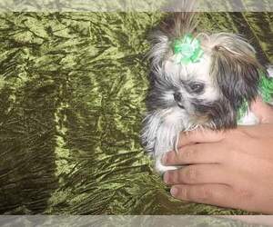 Chihuahua Dog Breeder near WITTMANN, AZ, USA