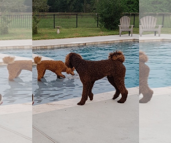 Medium Photo #1  Breeder Profile in CONROE, TX, USA
