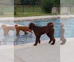Small breeder photo