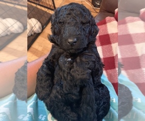 Goldendoodle-Poodle (Standard) Mix Dog Breeder near AND, SC, USA