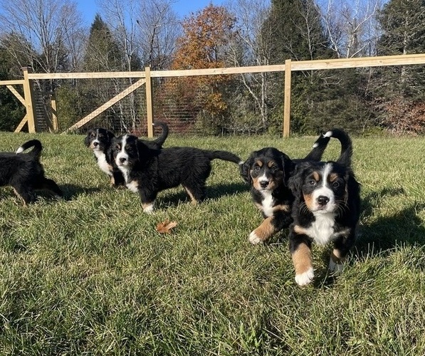 Medium Photo #5  Breeder Profile in PALMYRA, ME, USA