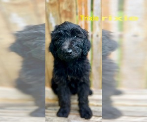 Aussiedoodle-Poodle (Standard) Mix Dog Breeder near VINEMONT, AL, USA