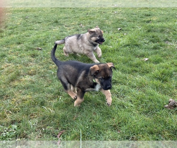 Medium Photo #24  Breeder Profile in DEMING, WA, USA