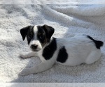 Small #1 Breeder Profile image