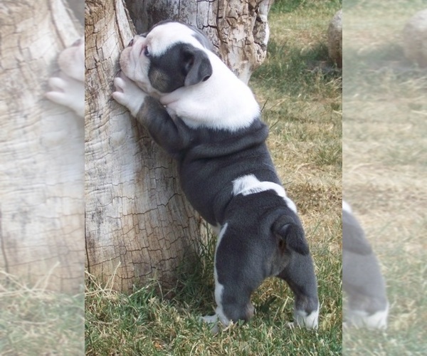 Medium Photo #1  Breeder Profile in NORCO, CA, USA