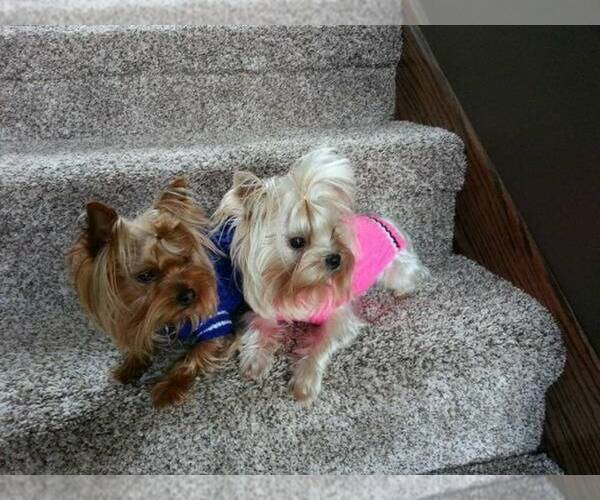 Medium Photo #35  Breeder Profile in NEENAH, WI, USA