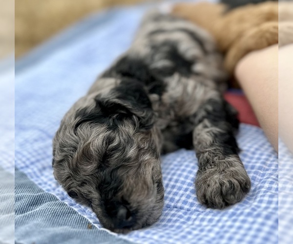 Medium Photo #8  Breeder Profile in POWELL, TN, USA