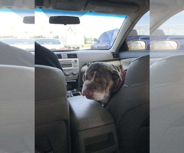 Medium Photo #9  Breeder Profile in KEENESBURG, CO, USA