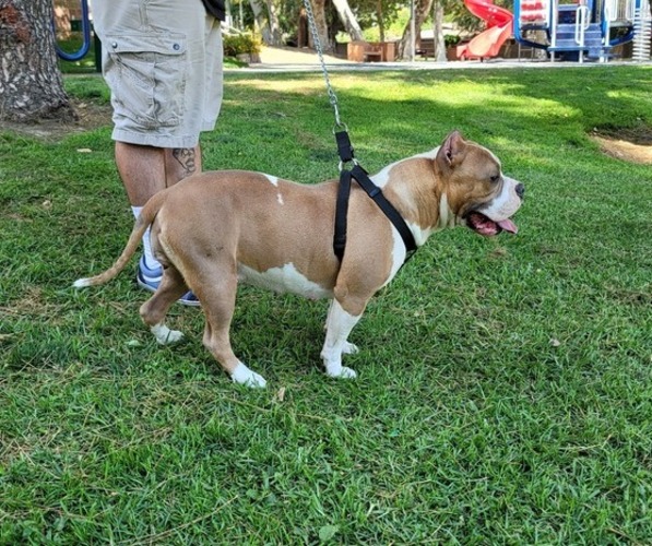 Medium Photo #1  Breeder Profile in DIAMOND BAR, CA, USA