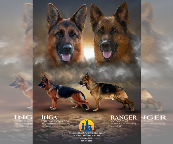 Medium Photo #6  Breeder Profile in WILDOMAR, CA, USA