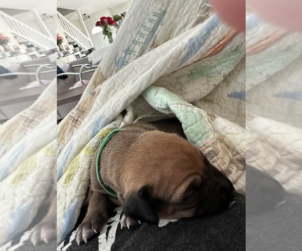 Medium Photo #4  Breeder Profile in DAYTONA BEACH, FL, USA