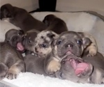 Small #2 Breeder Profile image