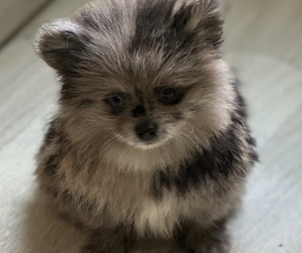Medium Photo #6  Breeder Profile in BLACKSHEAR, GA, USA