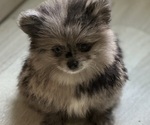 Small #5 Breeder Profile image