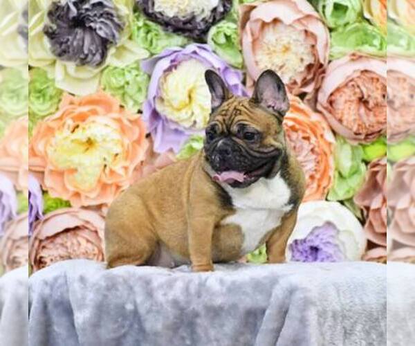 Medium Photo #1  Breeder Profile in BETHESDA, MD, USA