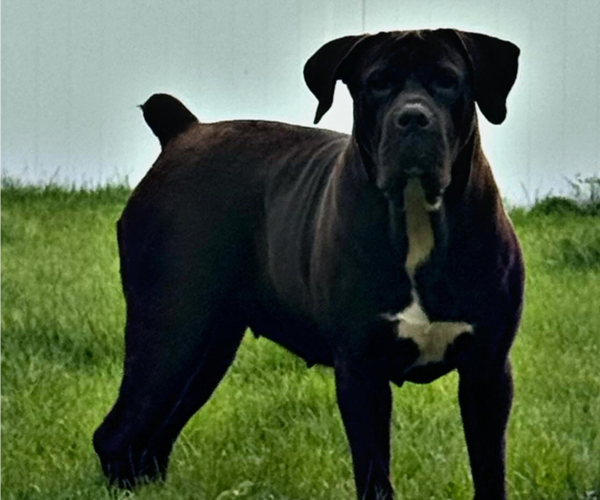 Medium Photo #6  Breeder Profile in BELLEVUE, NE, USA