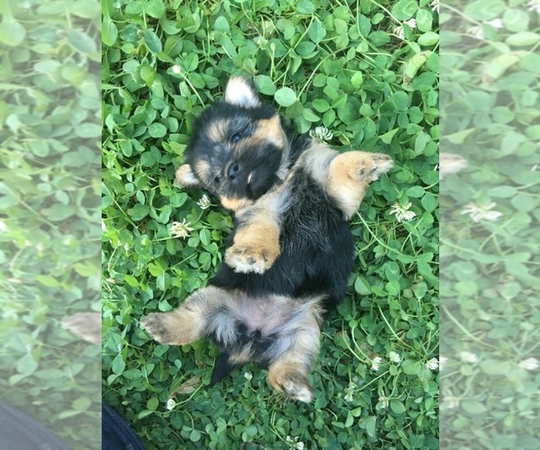 Medium Photo #1  Breeder Profile in CORNERSVILLE, TN, USA