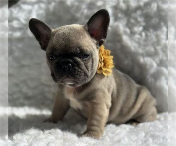 Medium Photo #24  Breeder Profile in WEST PALM BEACH, FL, USA