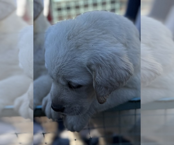 Medium Photo #31  Breeder Profile in PAUMA VALLEY, CA, USA