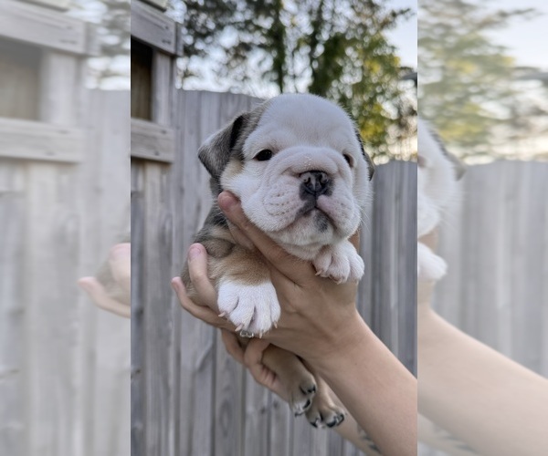 Medium Photo #7  Breeder Profile in RINGGOLD, GA, USA