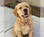 Small breeder photo