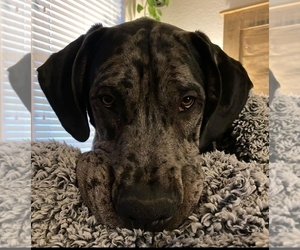 Main photo of Great Dane Dog Breeder near FAYETTEVILLE, AR, USA