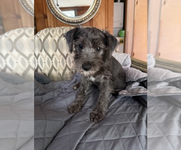 Medium Photo #6  Breeder Profile in PROVINCETOWN, MA, USA