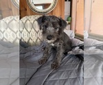 Small #5 Breeder Profile image