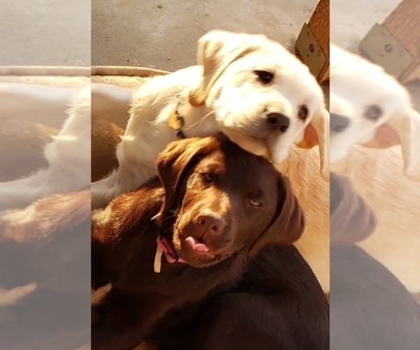 Medium Photo #1  Breeder Profile in ANZA, CA, USA