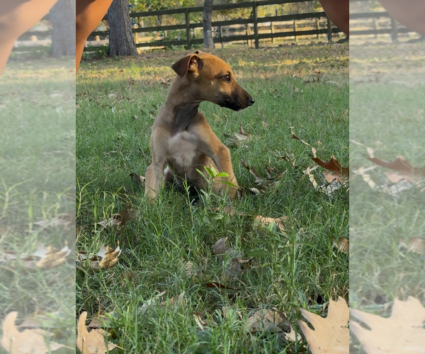 Medium Photo #5  Breeder Profile in MONTGOMERY, TX, USA